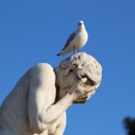 Mangojad zwyczajny<sup>(*)</sup>